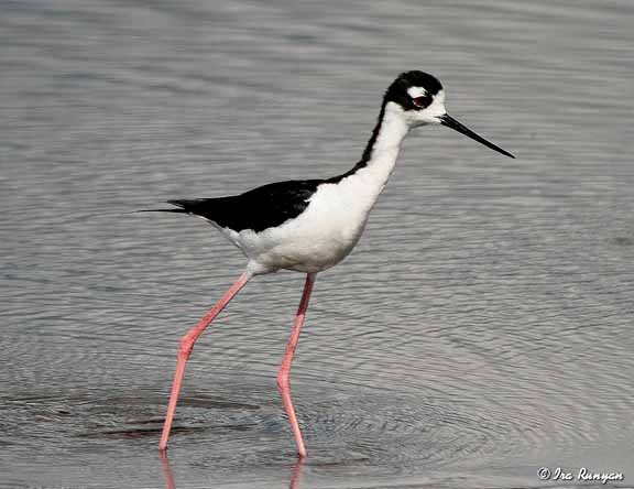 BlackNeckedStilt_4704