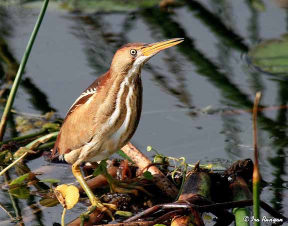 LeastBittern_1050