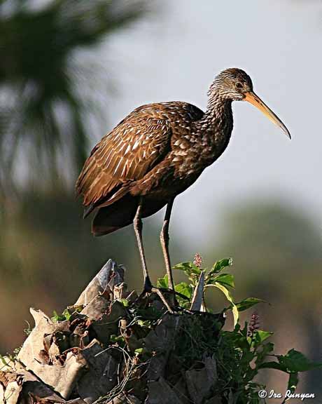 Limpkin_3140