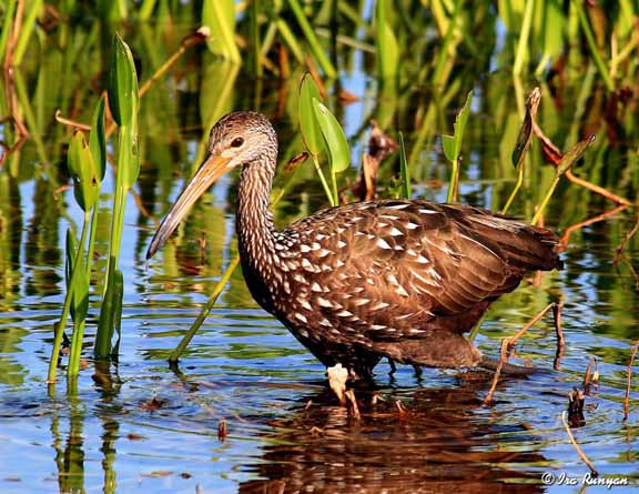 Limpkin_9862