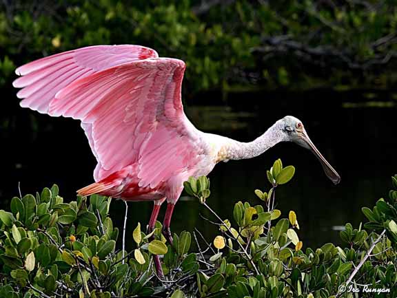 RoseateSpoonbill_5790