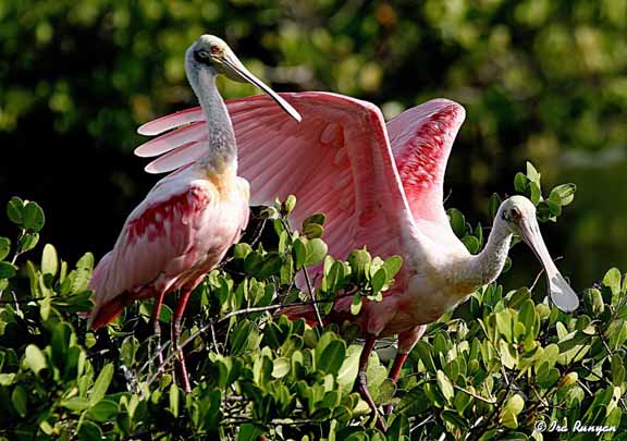 RoseateSpoonbill_5867