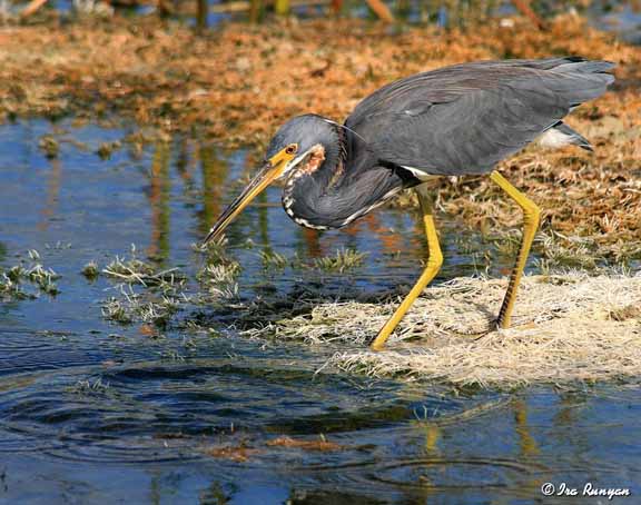 TriColoredHeron_9214