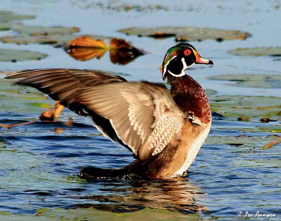 WoodDuck_8961