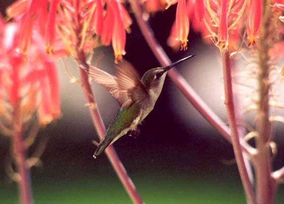 RubyThroatedFemale