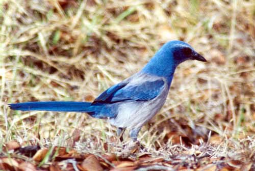 ScrubJay