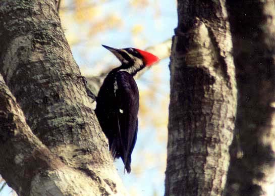 WoodpeckerPileated