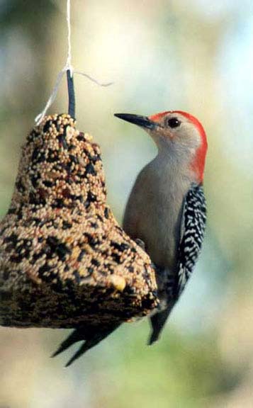 WoodpeckerRed-bellied