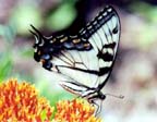 TigerSwallowtail