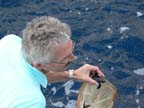 ReleasingATurtle