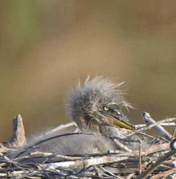 Little Guy 092