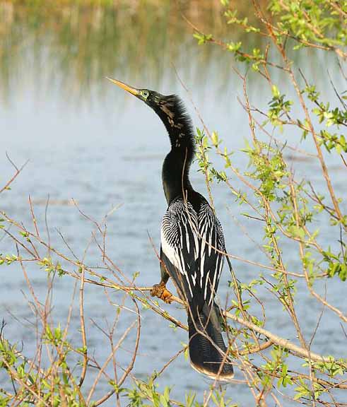 Anhinga 109