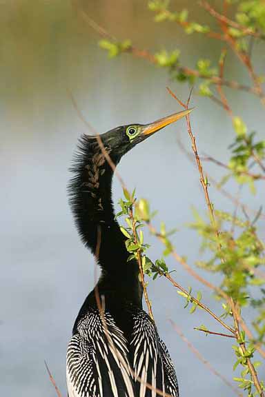 Anhinga 111