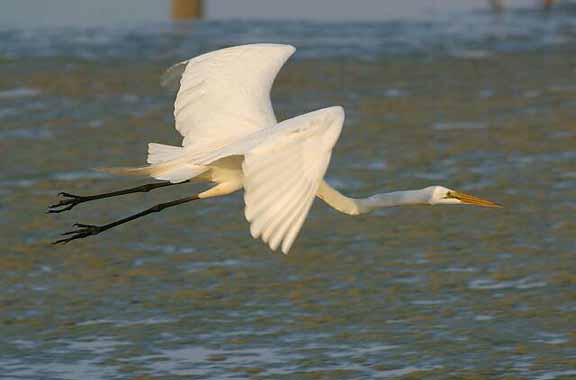 Great Egret Flight 028
