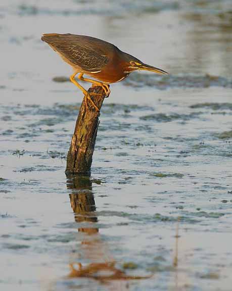 Little Green Heron 034