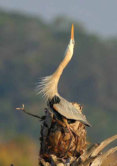 Reaching High 051
