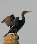 Cormorant Drying Out 014