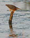 Little Green Heron 034