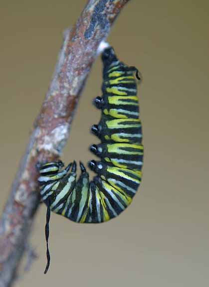 To Pupa 003 A