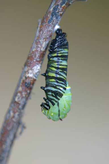 To Pupa 004 A