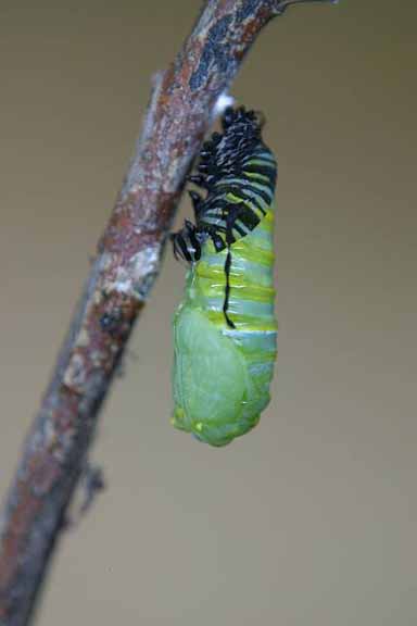 To Pupa 007 A