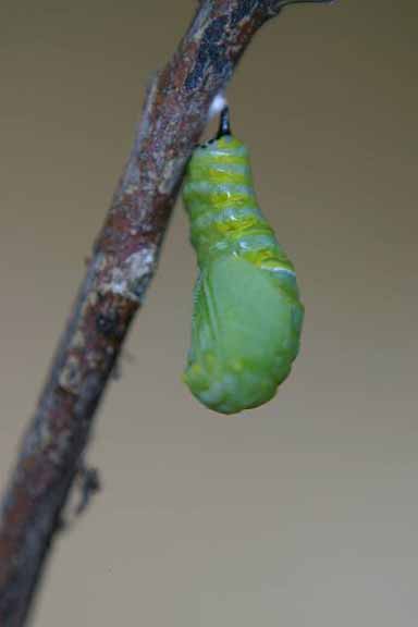To Pupa 013 A