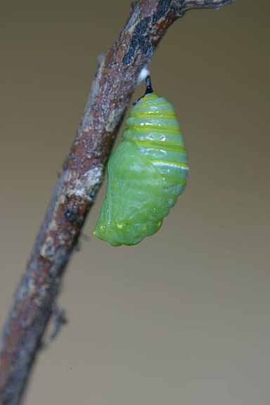 To Pupa 023 A