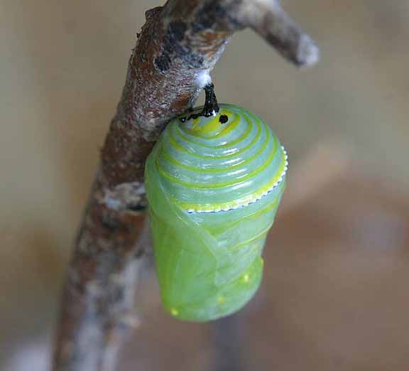 To Pupa 035 A