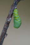 To Pupa 015 A