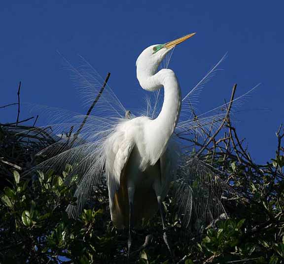 GreatEgret howingOff