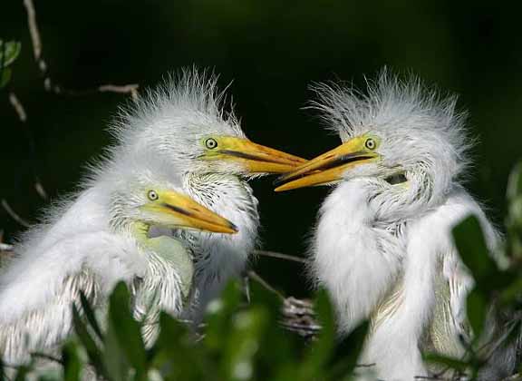 GreatEgretChicks
