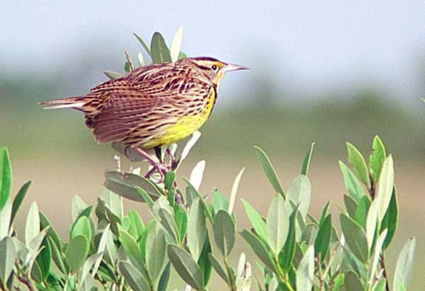 Eastern-Meadowlark