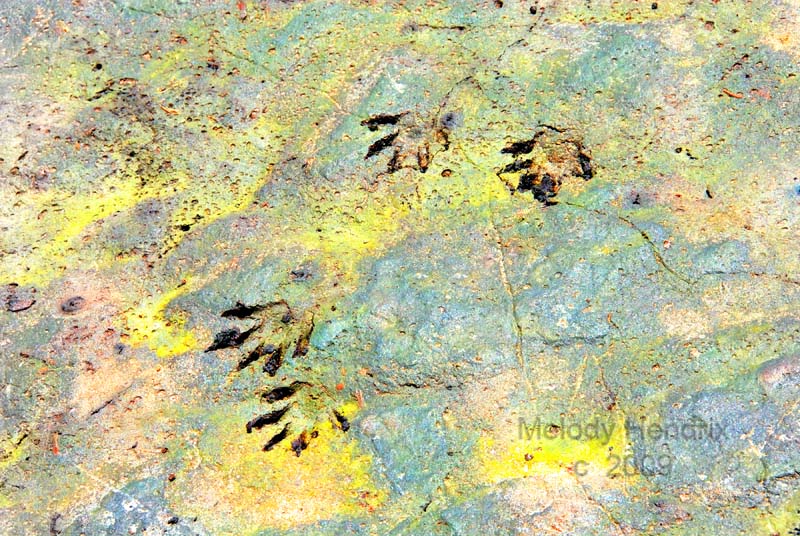 Racoon-Mud-ART