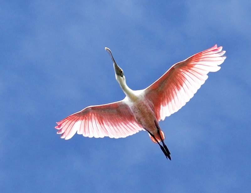 Spoonbill-flight