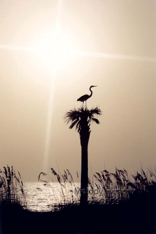 Tropical-Silhouettes