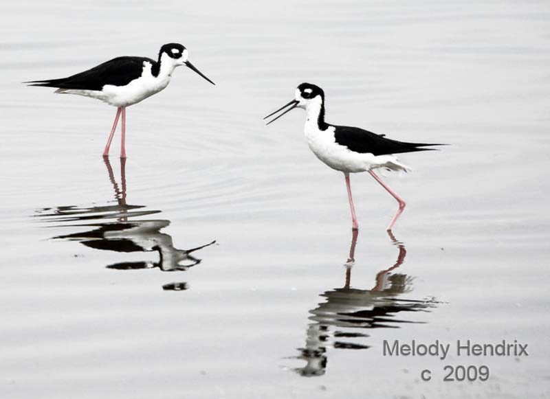black-necked-stilts