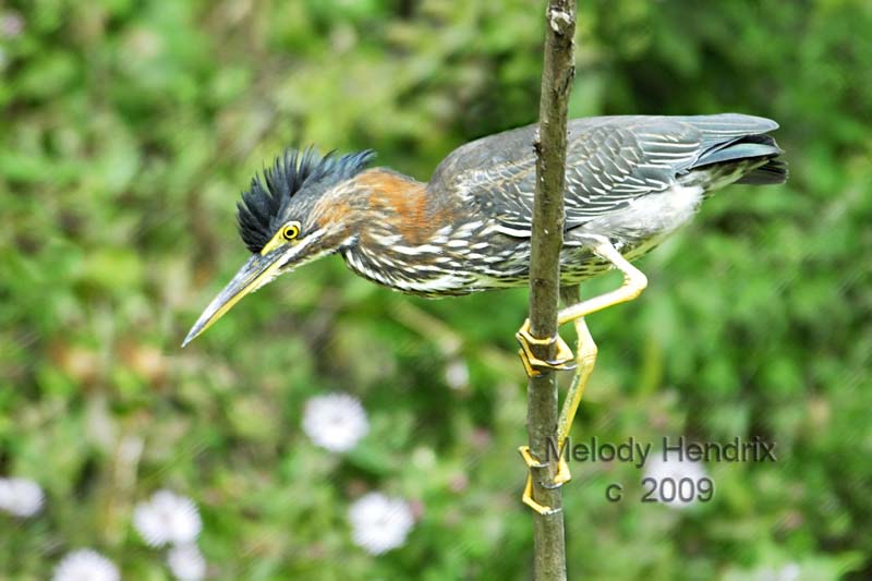 green-heron