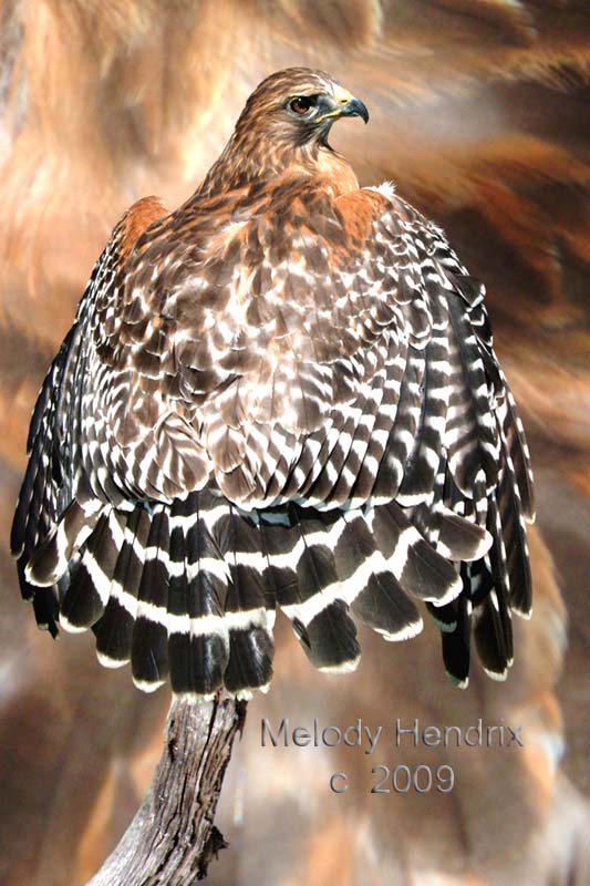 red-shouldered-hawk