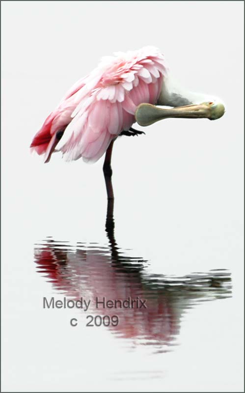 roseatte-spoonbill