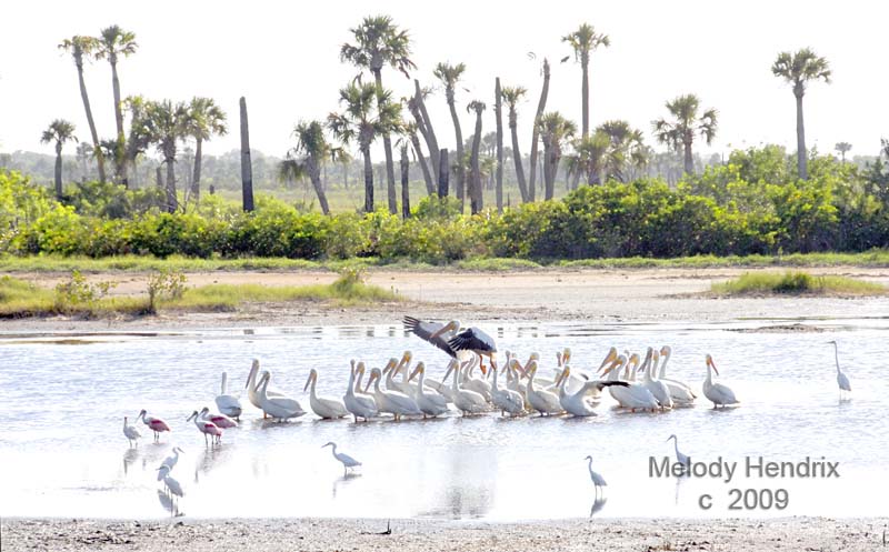 white-pelicans-MINWR