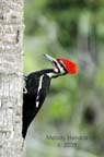 Pileated-Woodpecker