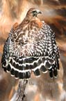 red-shouldered-hawk