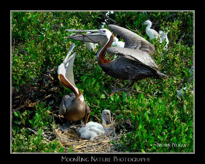 BrownPelican2
