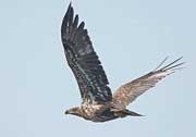 Juvenile Southern Bald Eagle