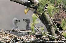Kennedy Space Center Eagle Photo #3