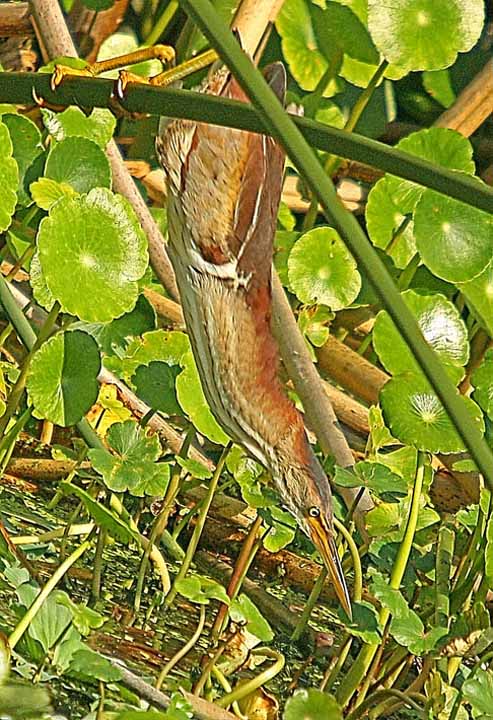 LeastBittern_0175X 