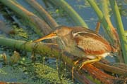 LeastBittern_0044XX 