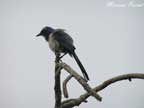 Florida Scrub-Jay by Maureen Parent
