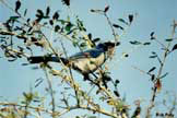 Scrub-Jay atop a Chapman Oak
