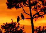 Eagles in the Sunset
